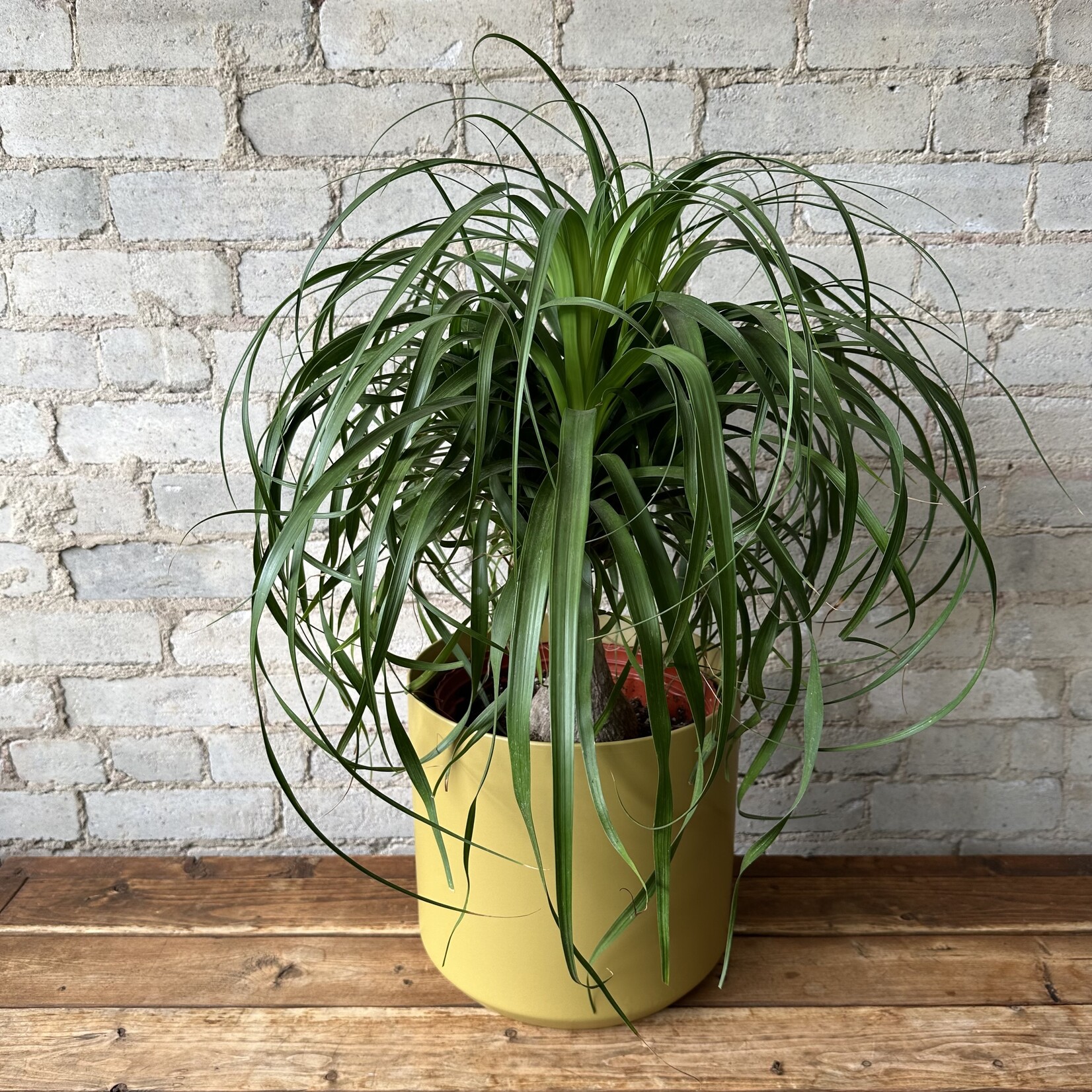 Assorted Pots Kendall fits 10" Mustard