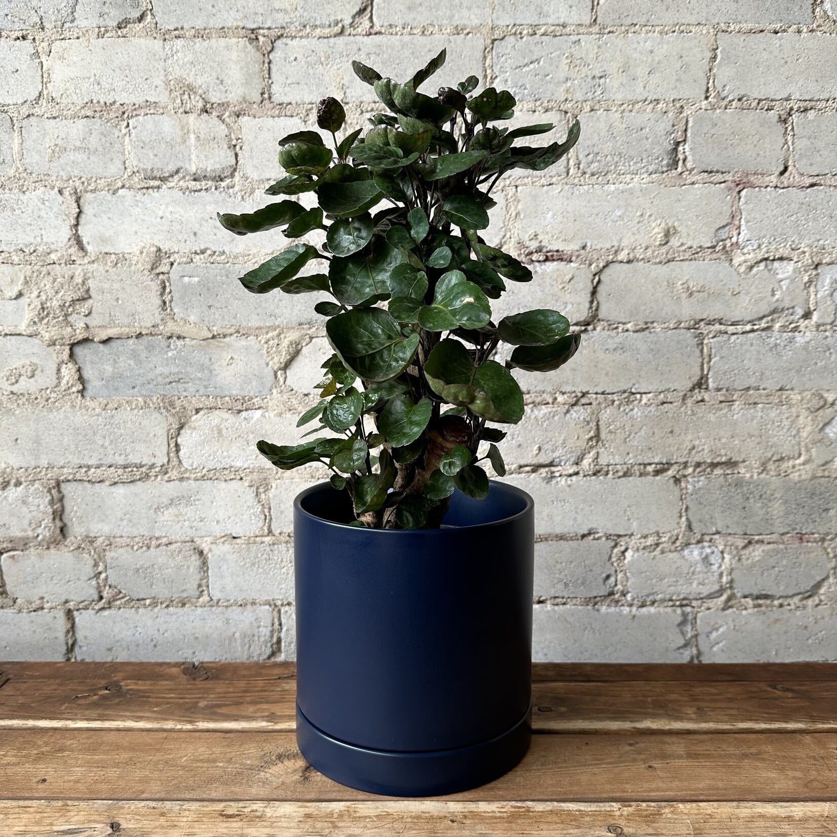 Romey Pot Navy (fits 6")