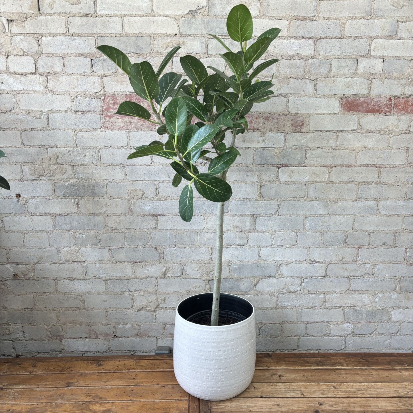 Ficus Audrey Standard 10"