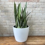 Sansevieria Zeylanica 14"