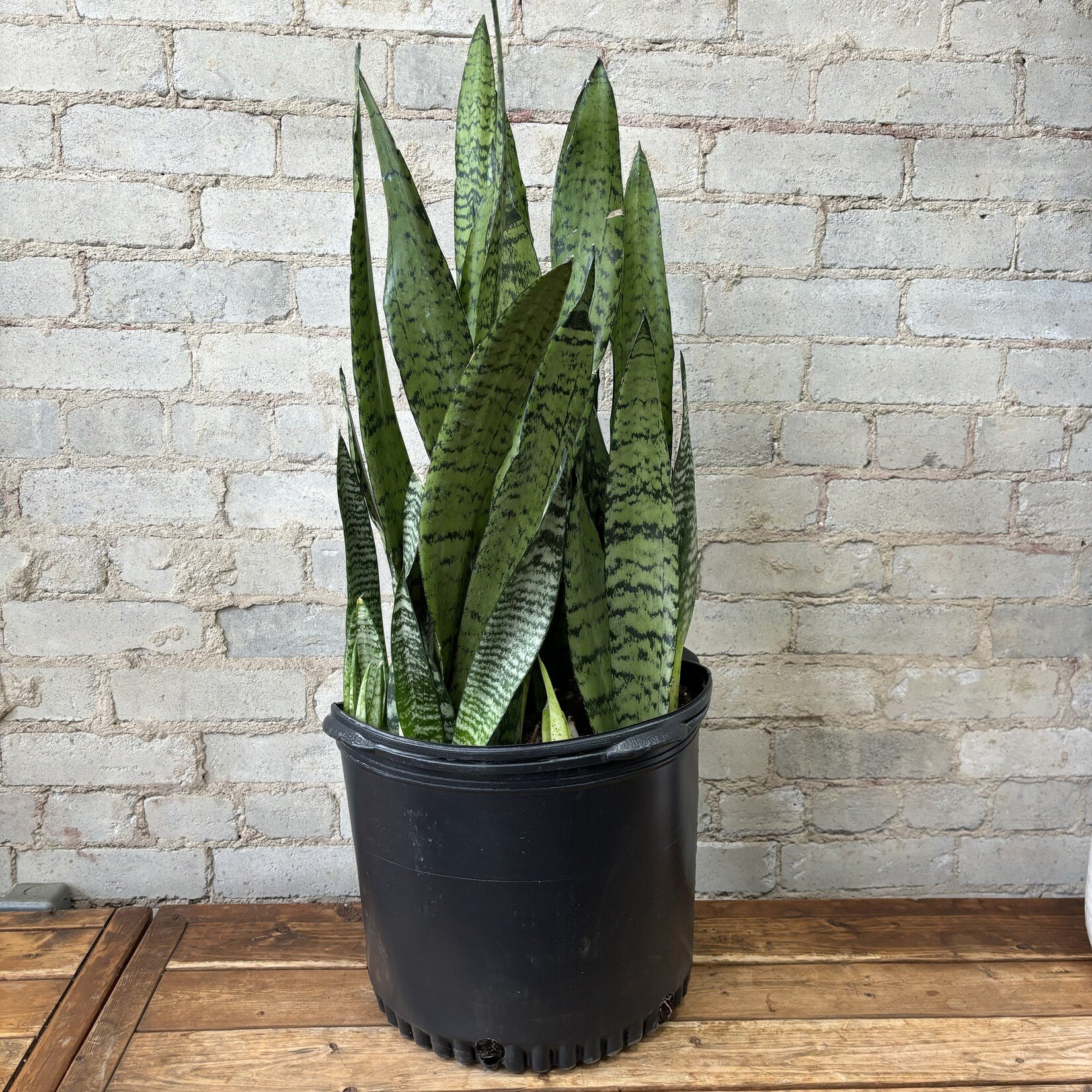 Sansevieria Zeylanica 14"