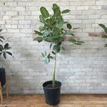 Ficus Audrey Standard 12"