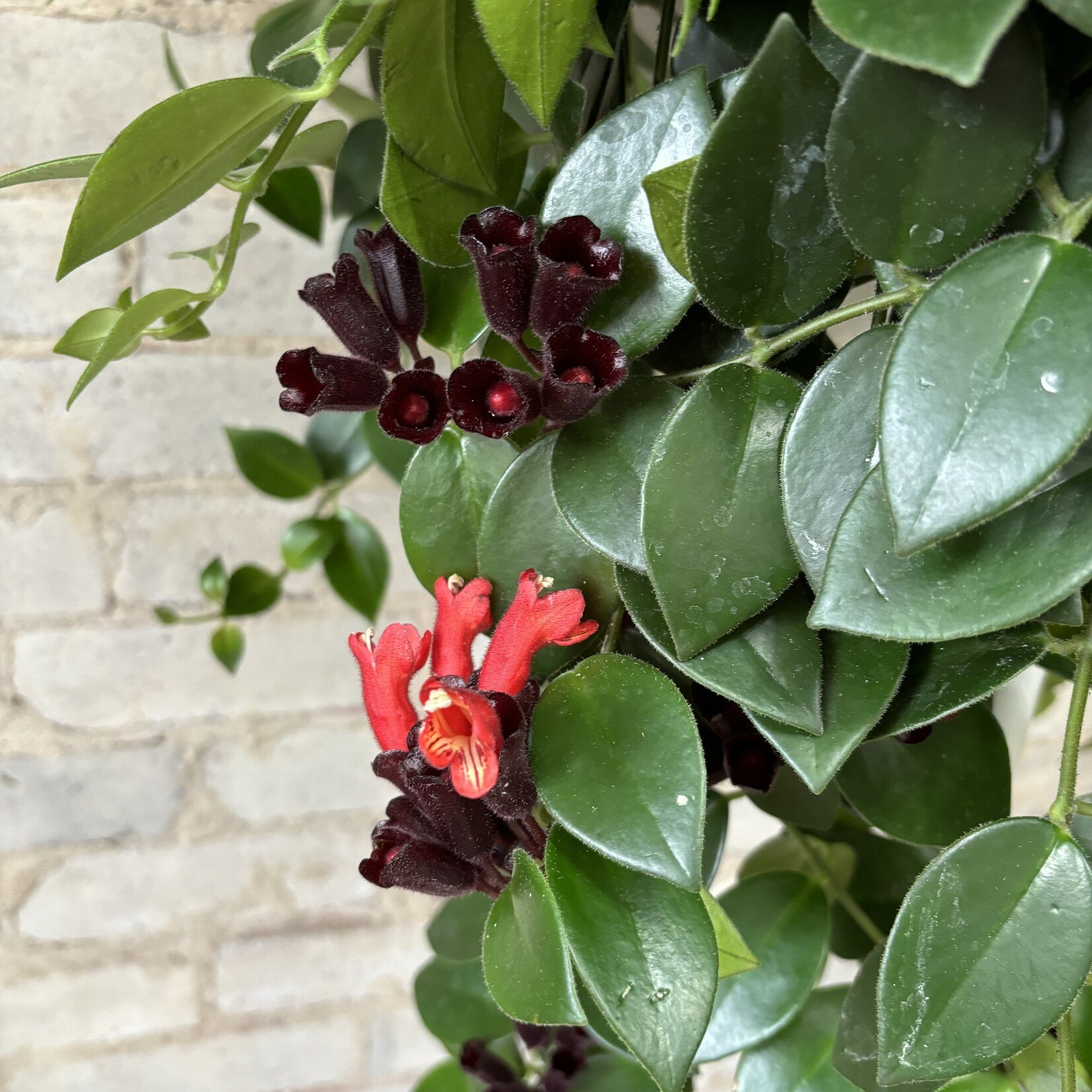 Lipstick Mona Lisa 8" HB