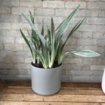 Sansevieria Sayurii 10”
