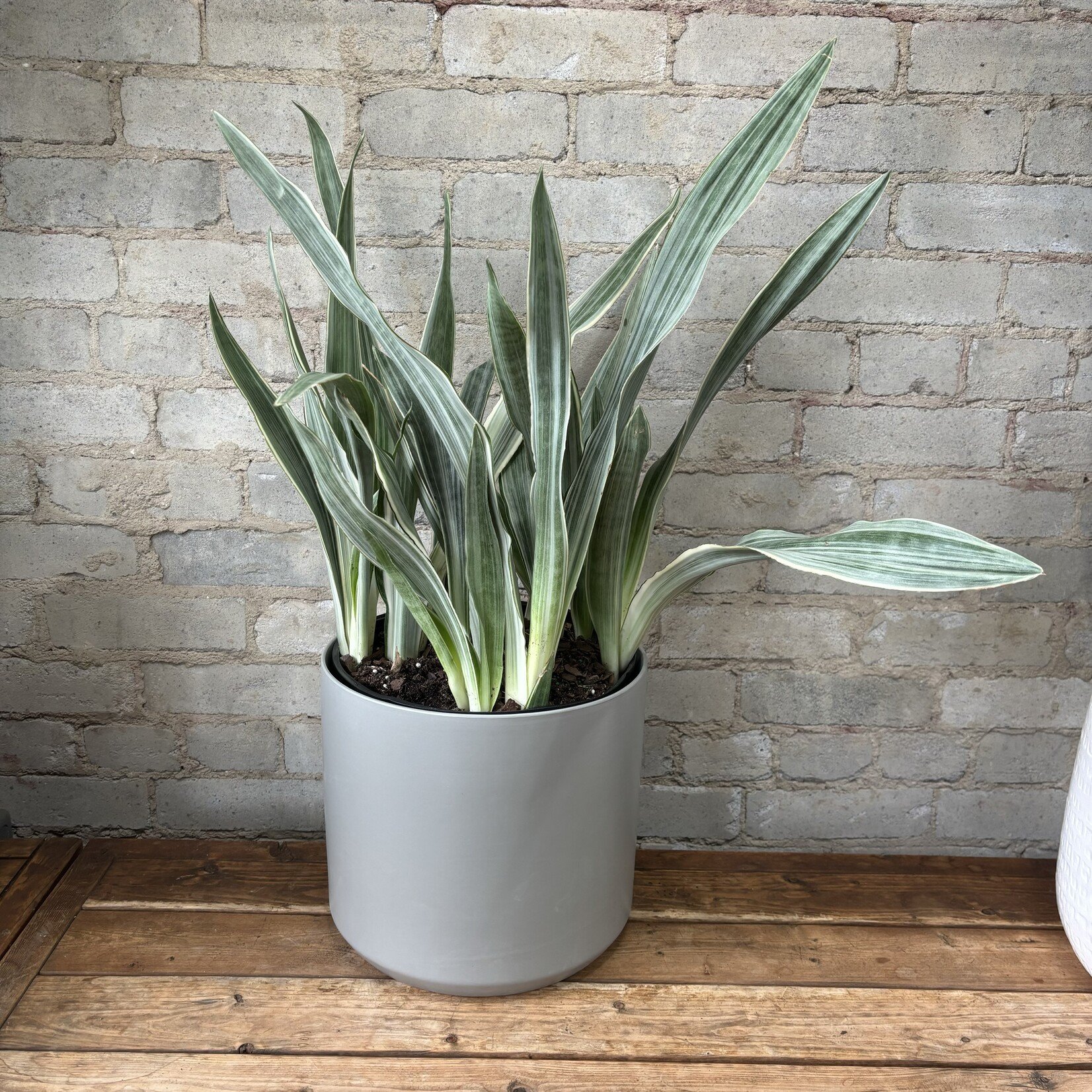 Sansevieria Sayurii 10”