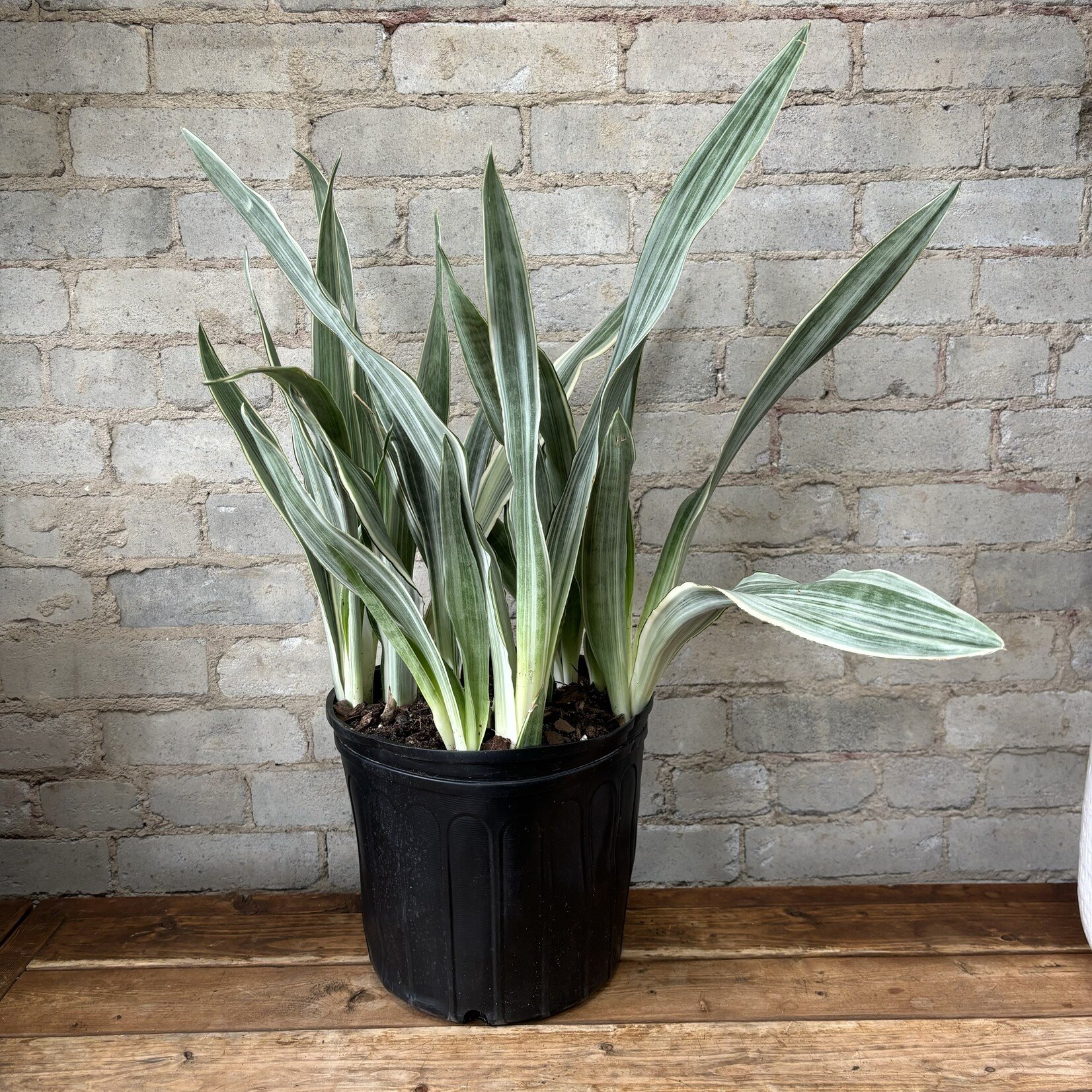 Sansevieria Sayurii 10”