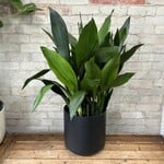 Cast Iron (Aspidistra) 10"