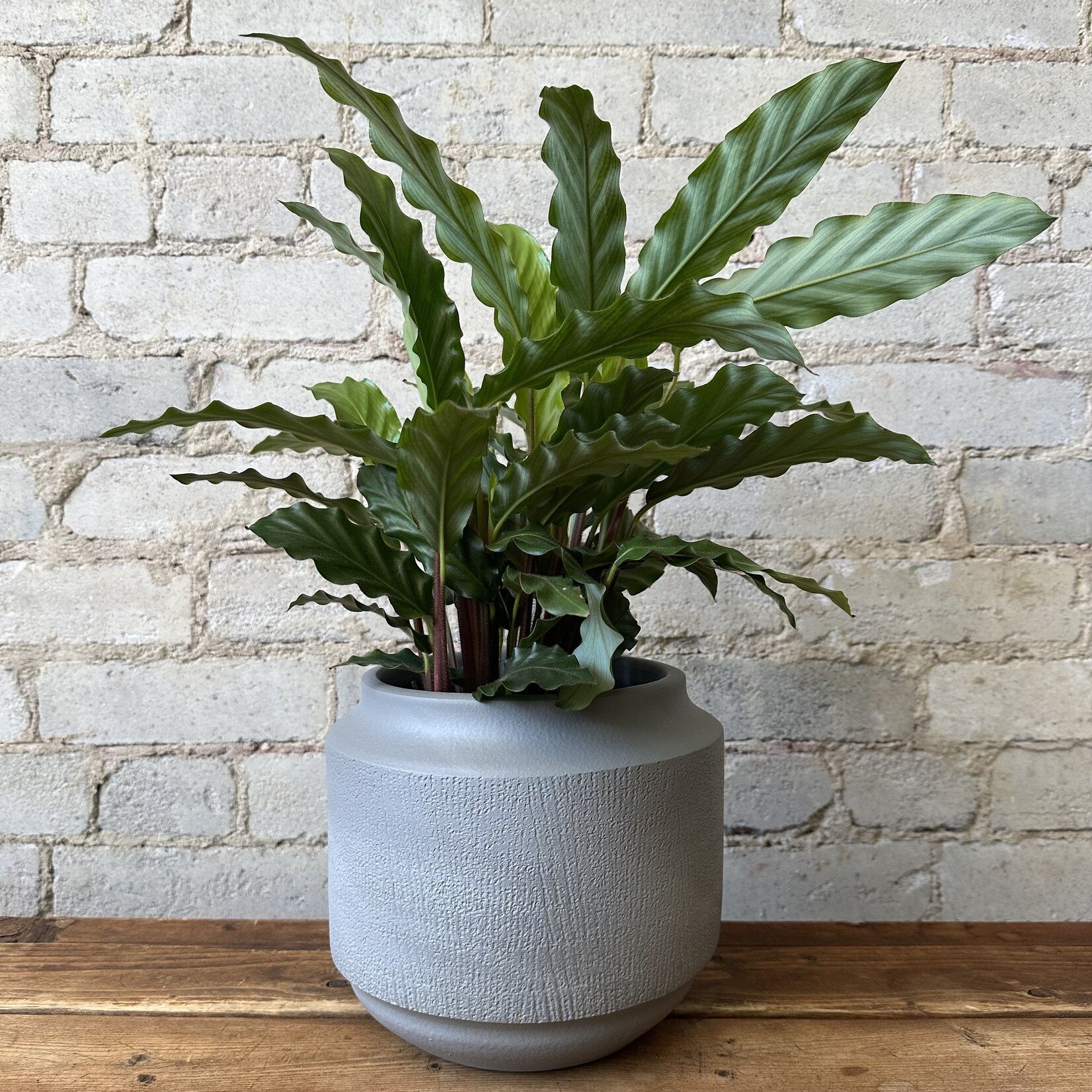 Ava Pot (fits 5.5")