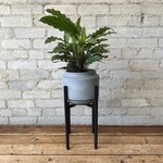 Assorted Pots ASCOT Metal Stand - Black Mini