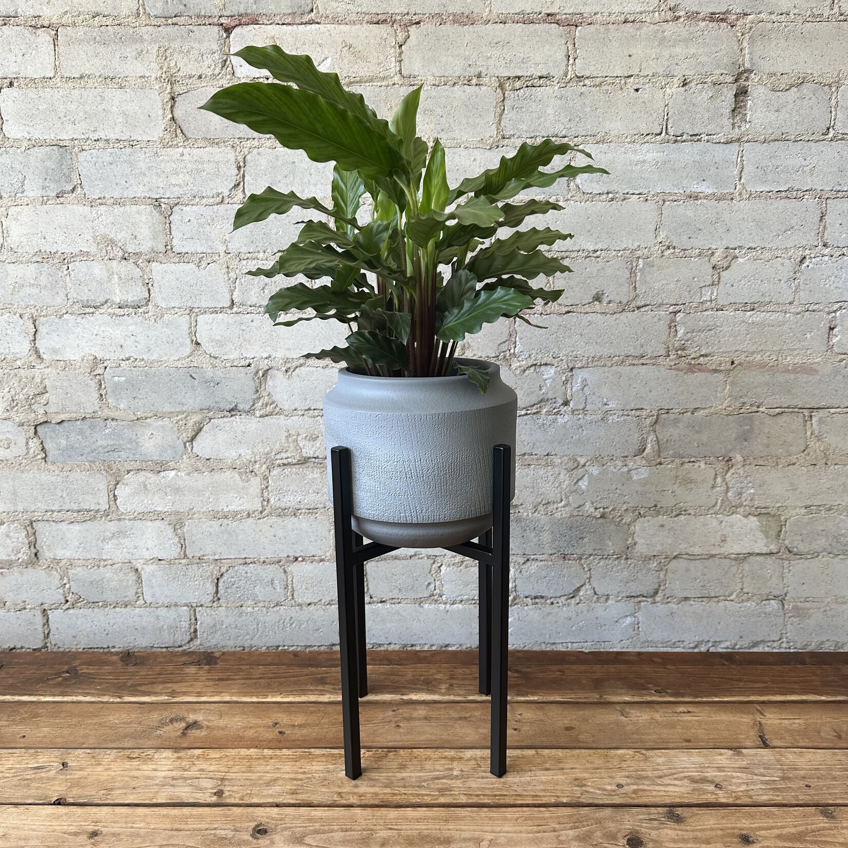 Assorted Pots ASCOT Metal Stand - Black Mini