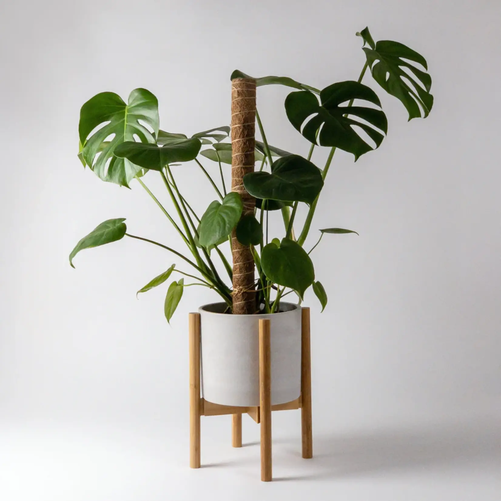 Kanso Designs Adjustable Bamboo Plant Stand by Kanso (Light)