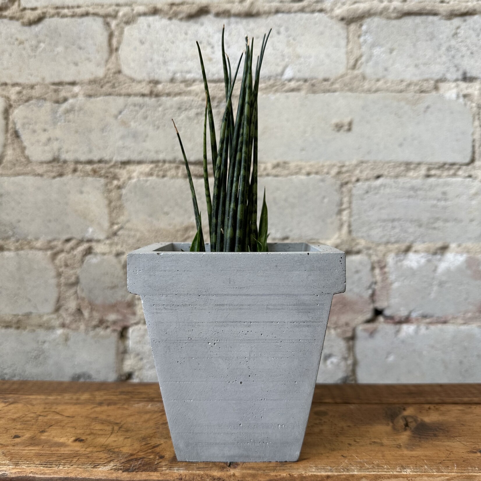 Kast Handmade Concrete Pot (fits 2.5")