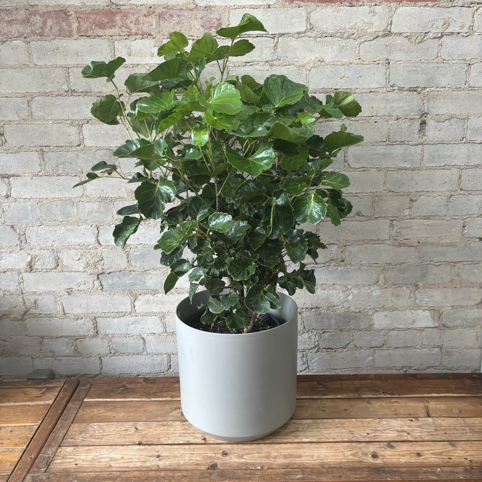 Aralia Balfouriana 10"