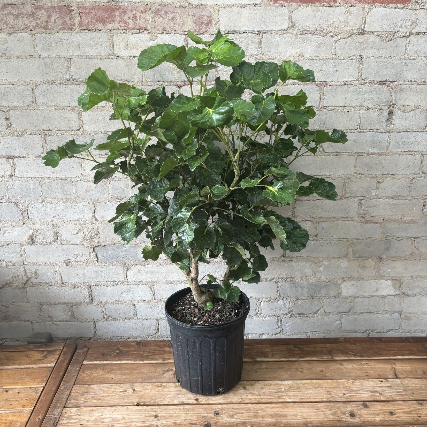 Aralia Balfouriana 10"