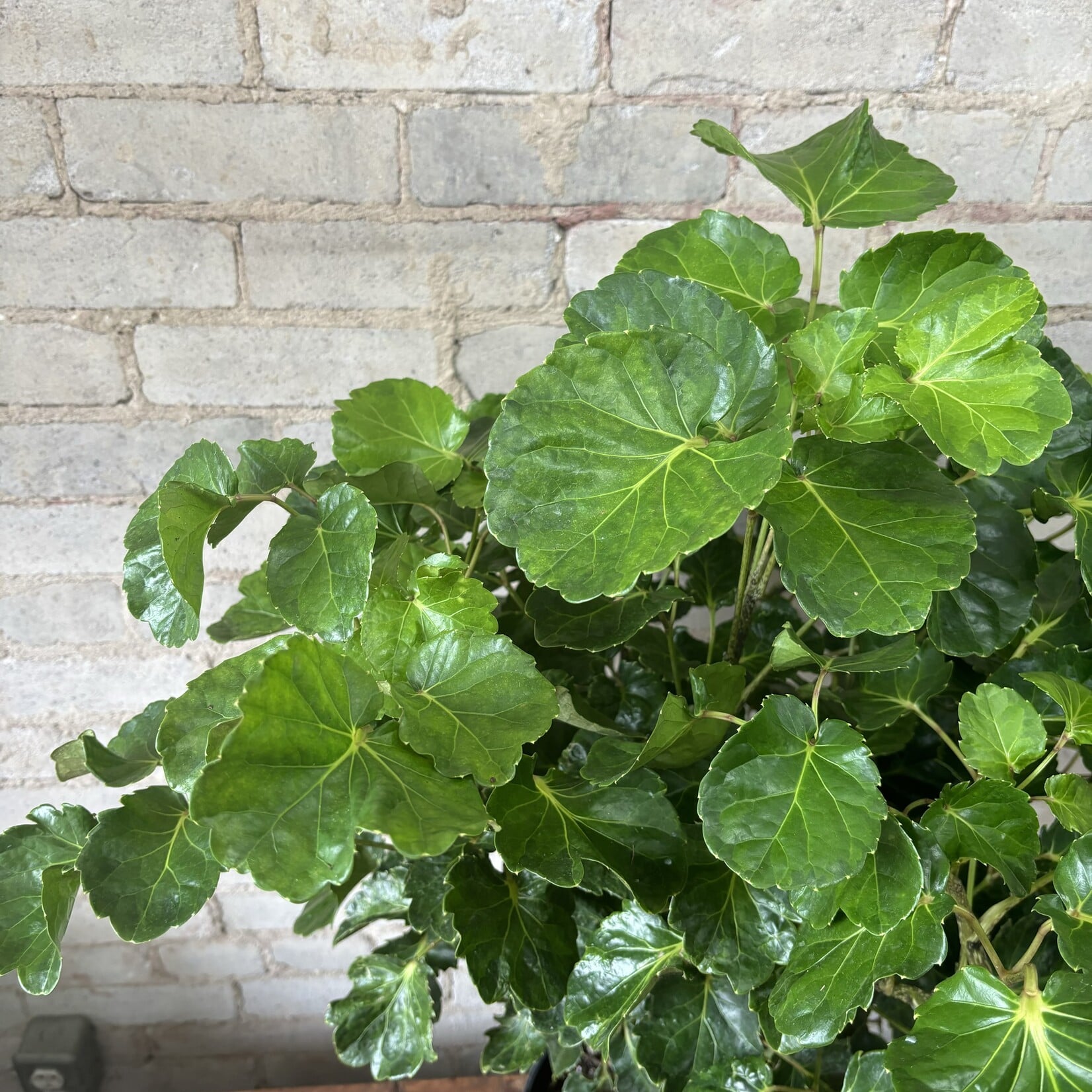 Aralia Balfouriana 10"