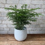 Norfolk Island Pine 6"