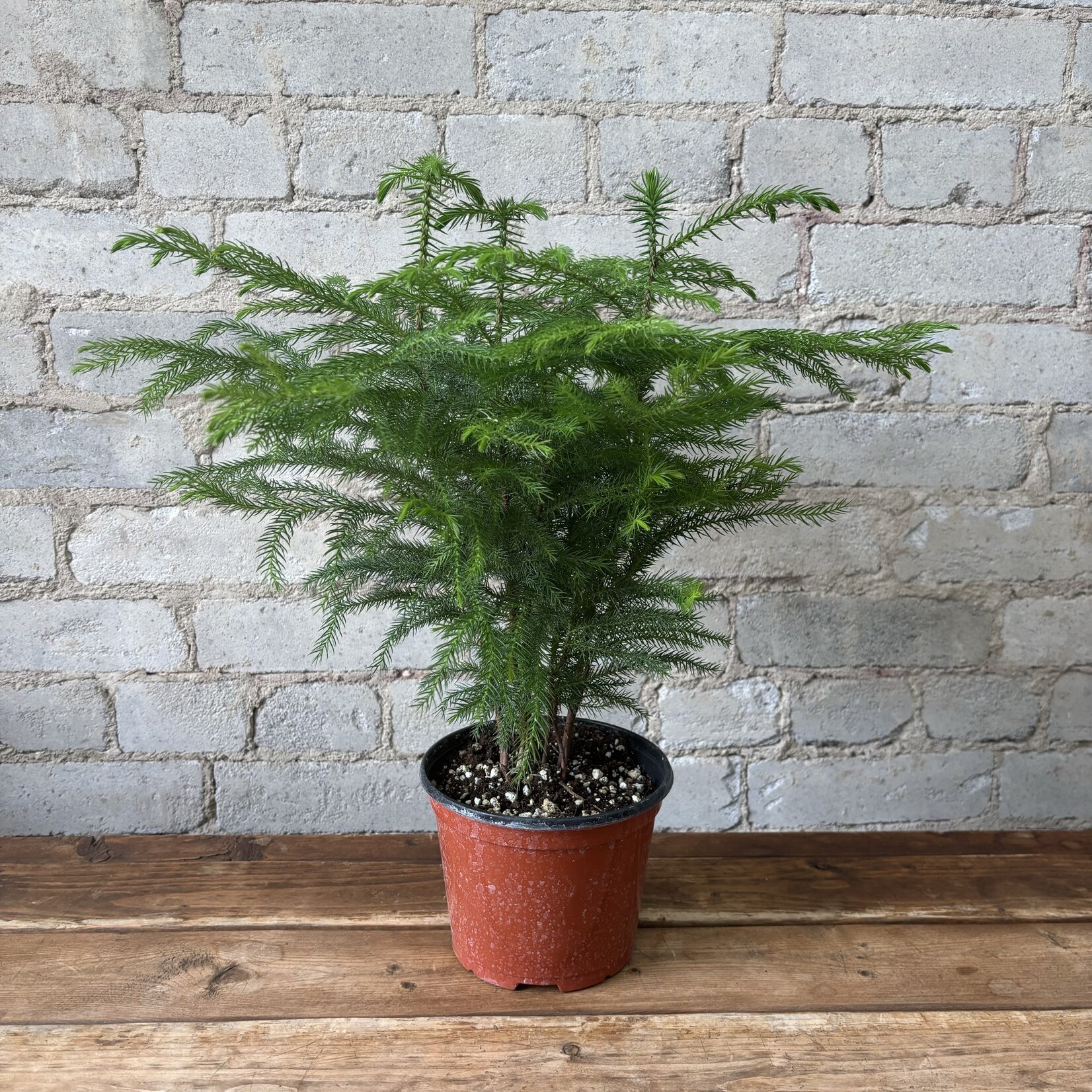 Norfolk Island Pine 6"
