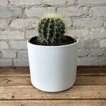 Golden Barrel Cactus 8"