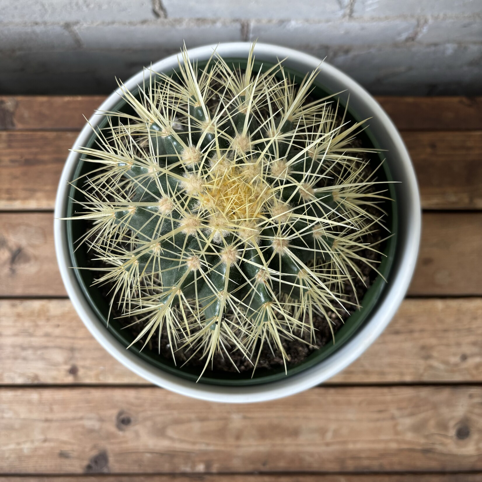 Golden Barrel Cactus 8"