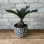 King Sago Palm 6"