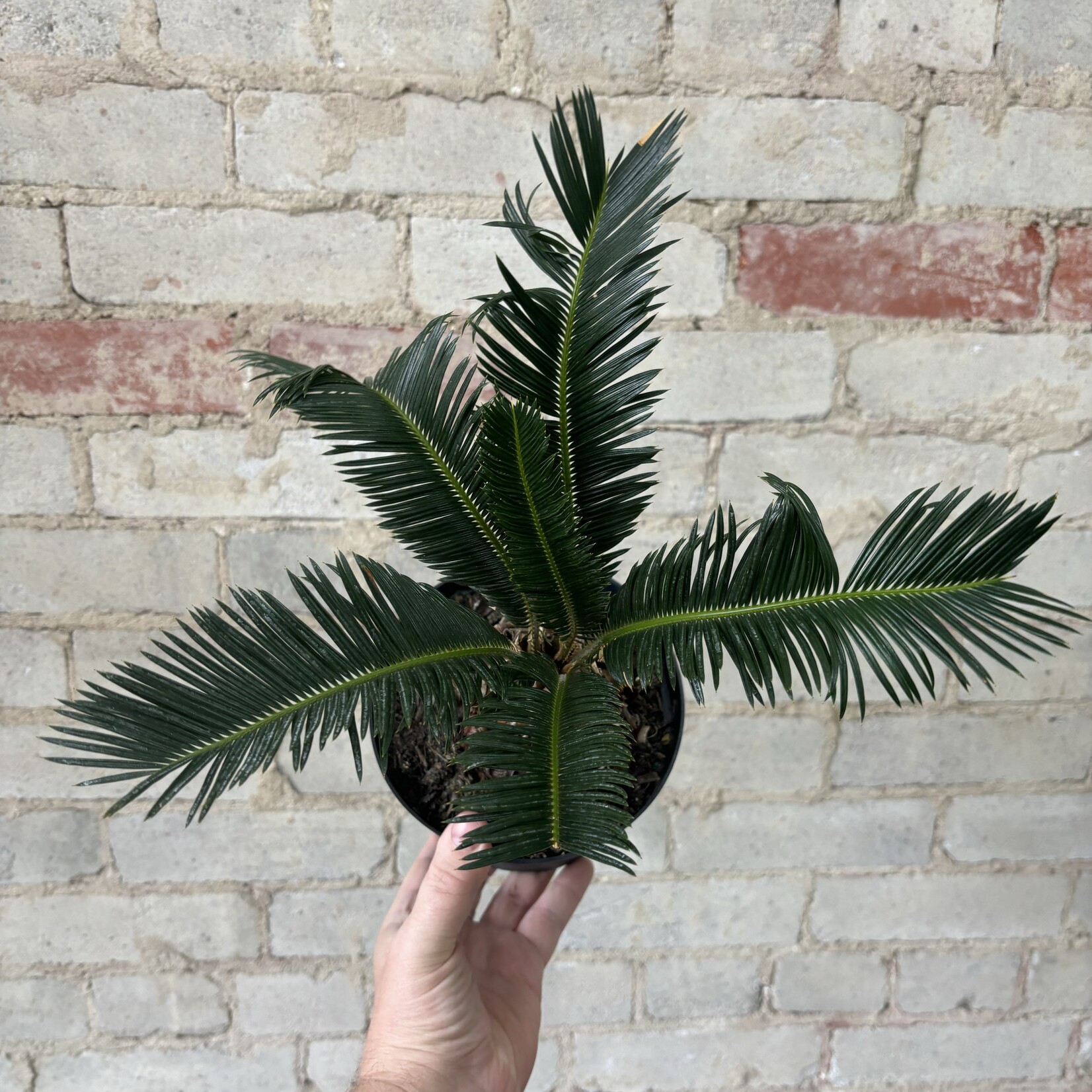 King Sago Palm 6"