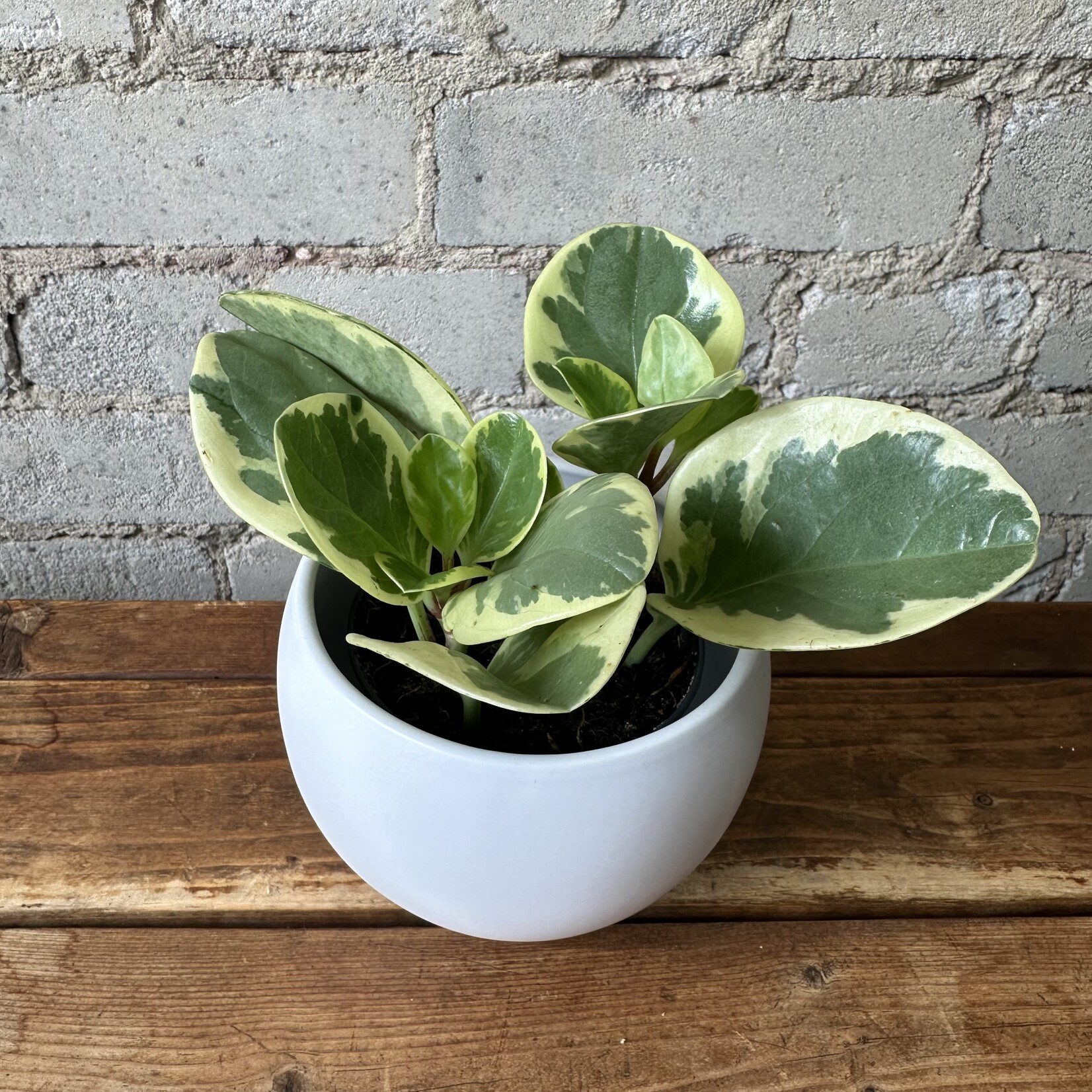 Peperomia Obtusifolia Variegated 3.5"