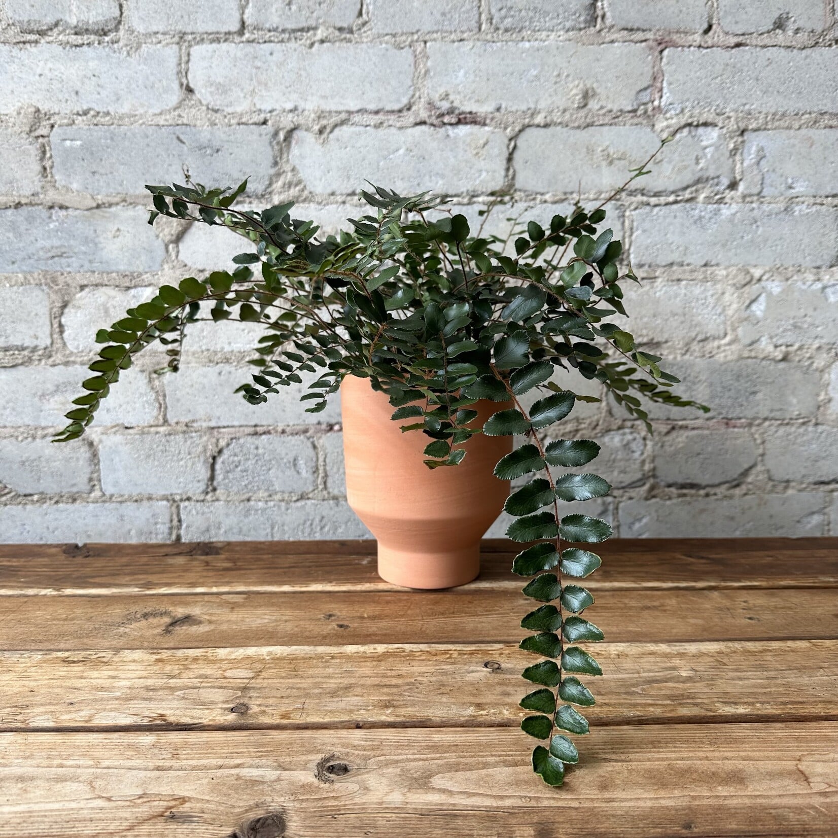 Button Fern 5"