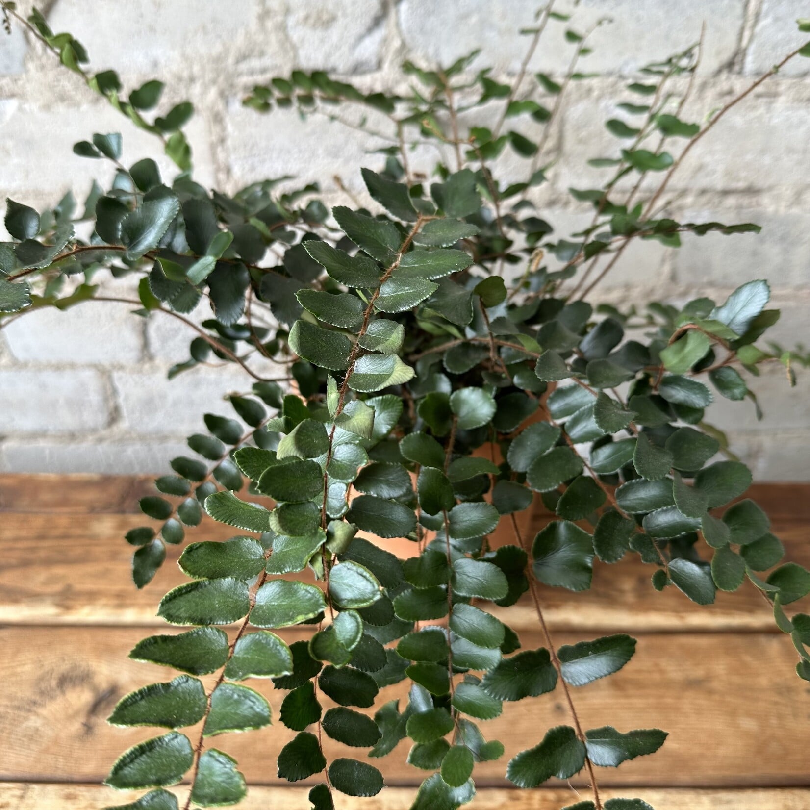 Button Fern 5"