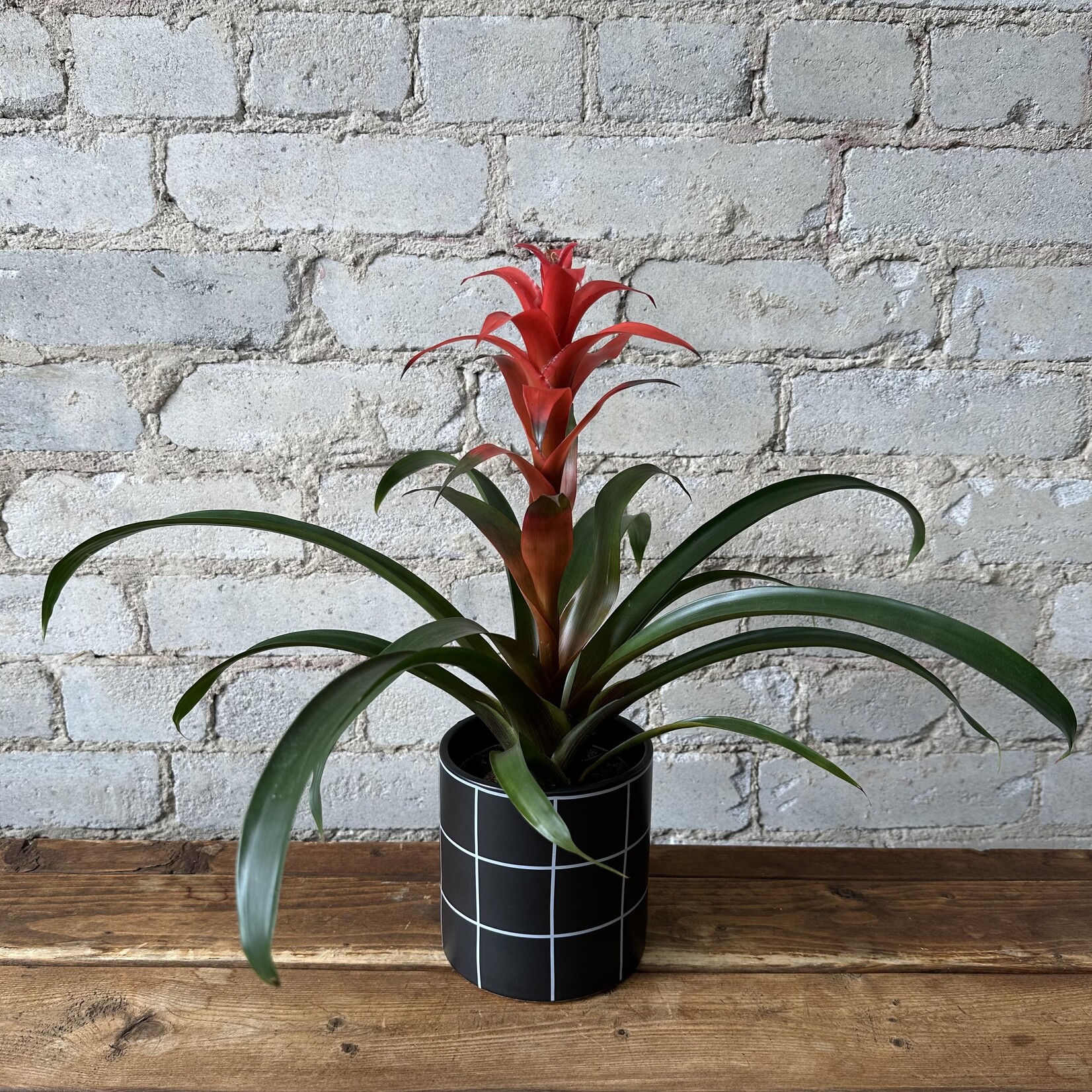 Bromeliad Guzmania 4" - Red