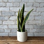 Sansevieria Laurentii 5"
