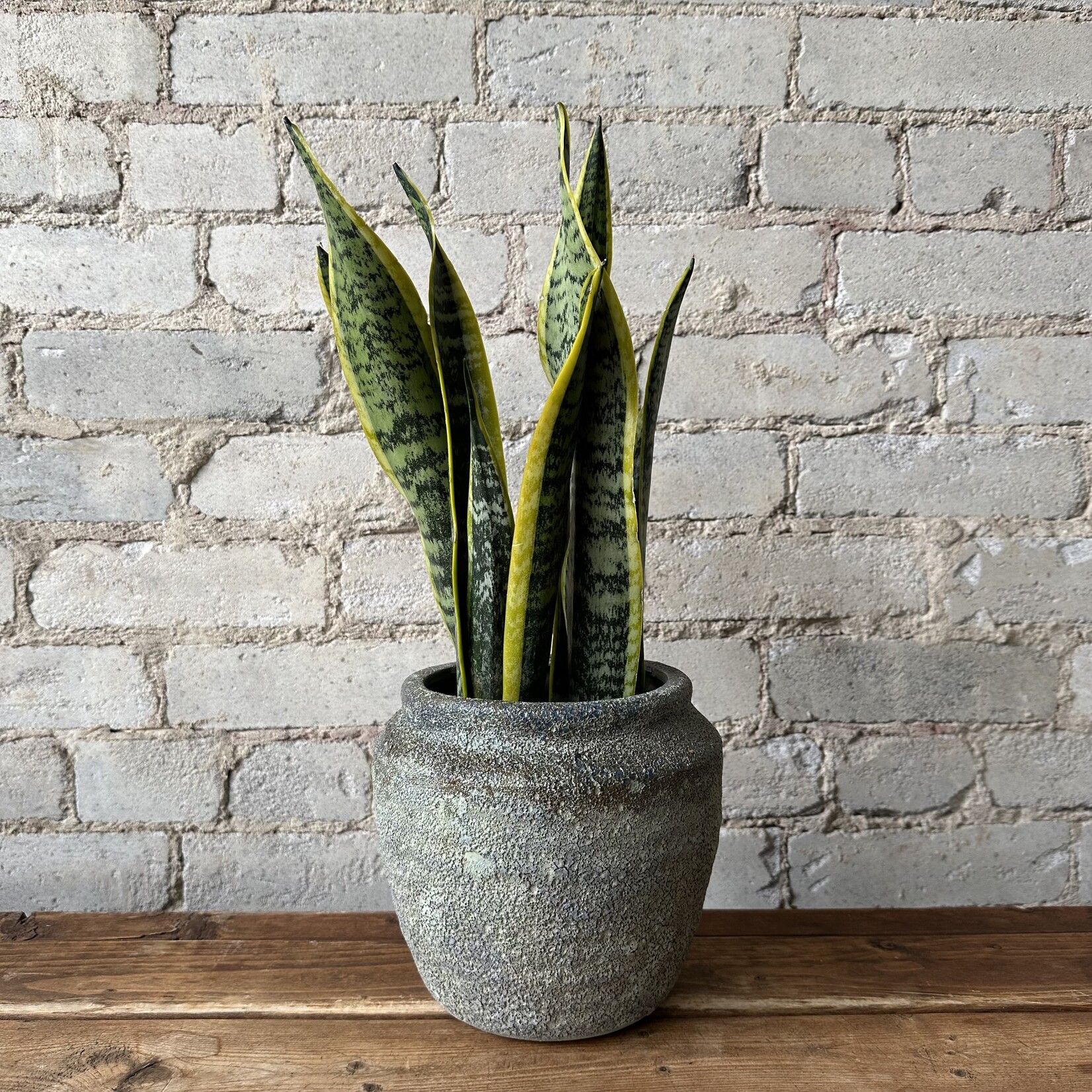 Sansevieria Laurentii 5"