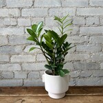 ZZ Plant 5"