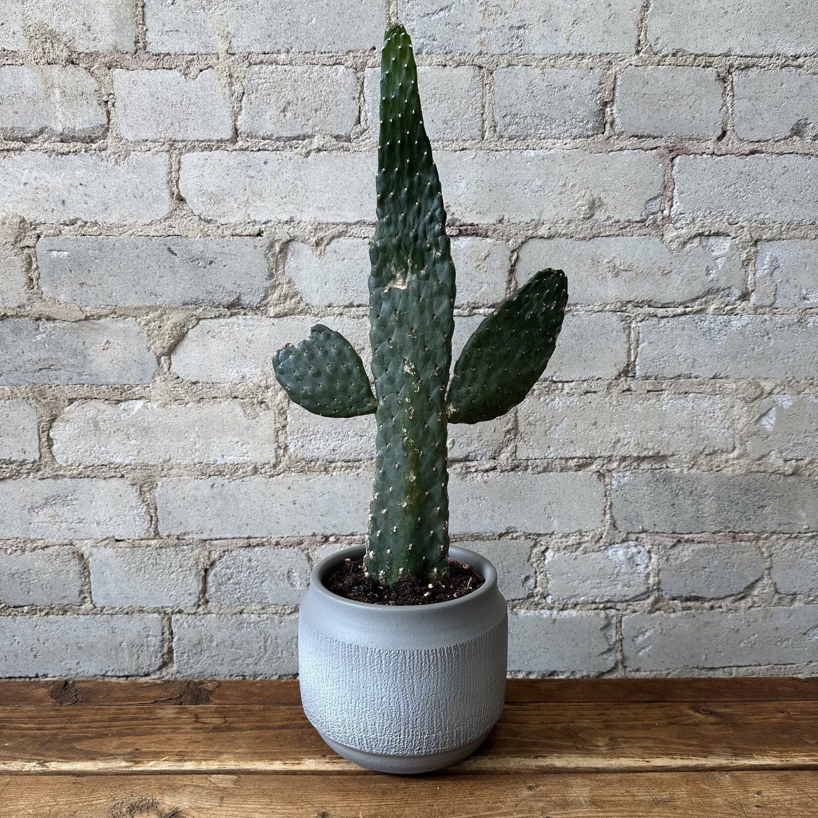 Cowboy Cactus 5"