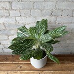 Aglaonema Golden Madonna 6"