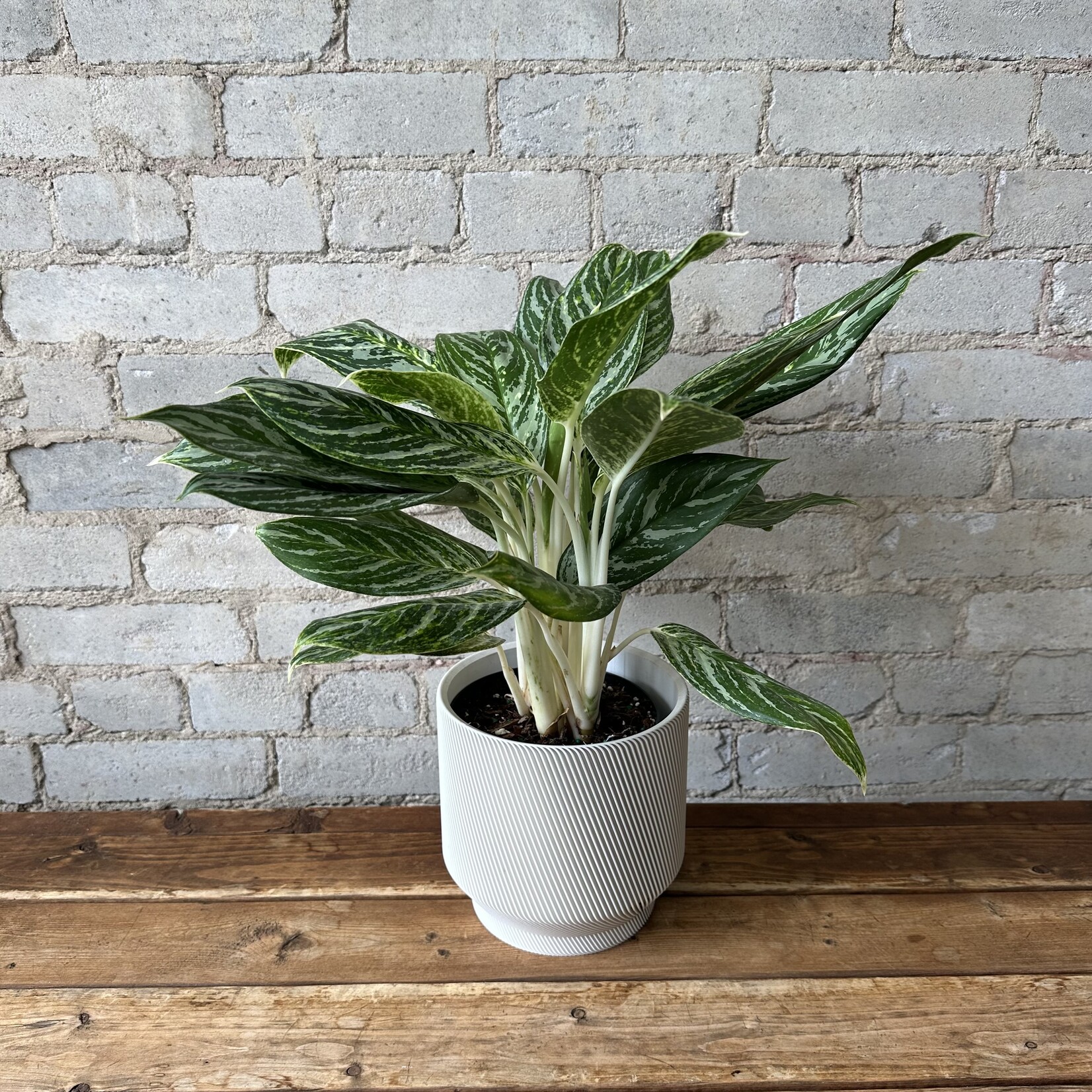 Aglaonema Golden Madonna 6"