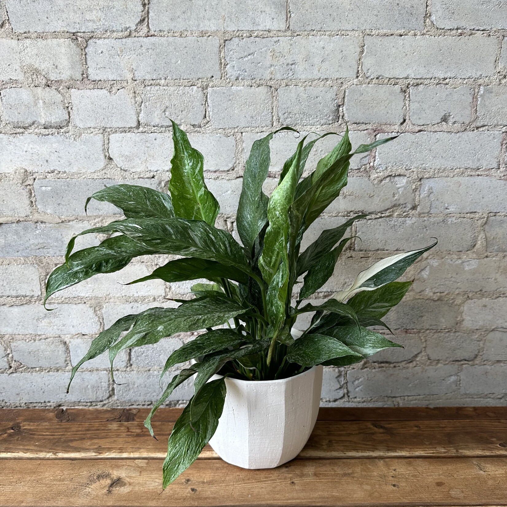 Variegated Peace Lily (Domino) 6"