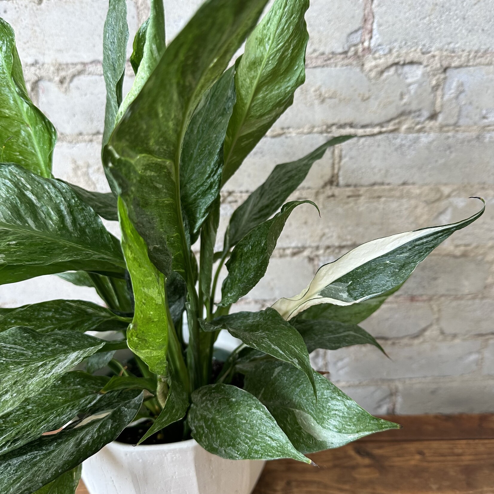 Variegated Peace Lily (Domino) 6"