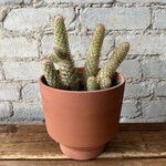 Assorted Cactus 6" - #4