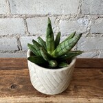 Sansevieria Hedgehog 2.5"