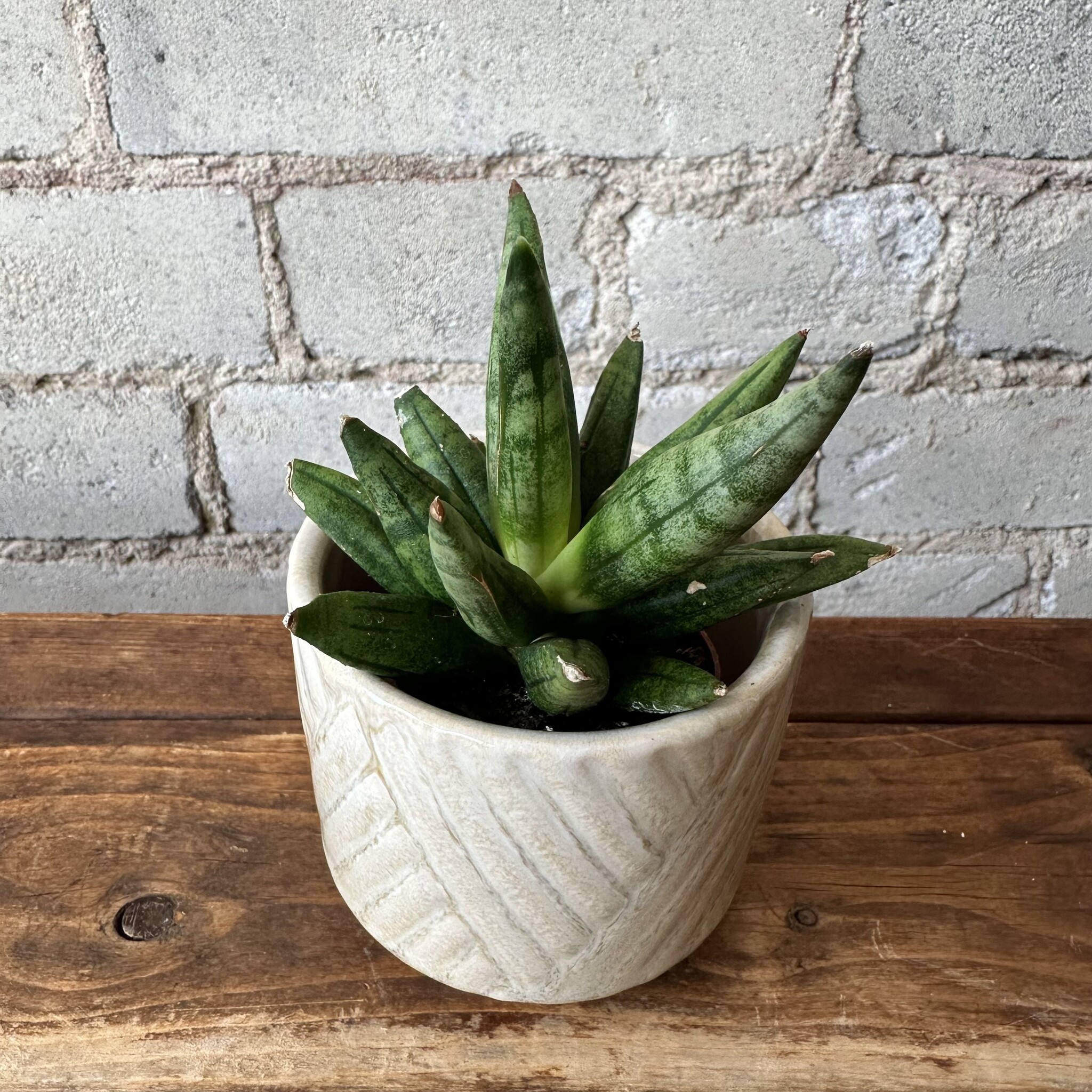 Sansevieria Hedgehog 2.5