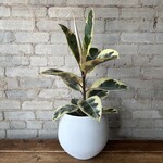 Ficus Elastica Tineke 7"