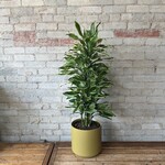 Dracaena Gold Coast 10"