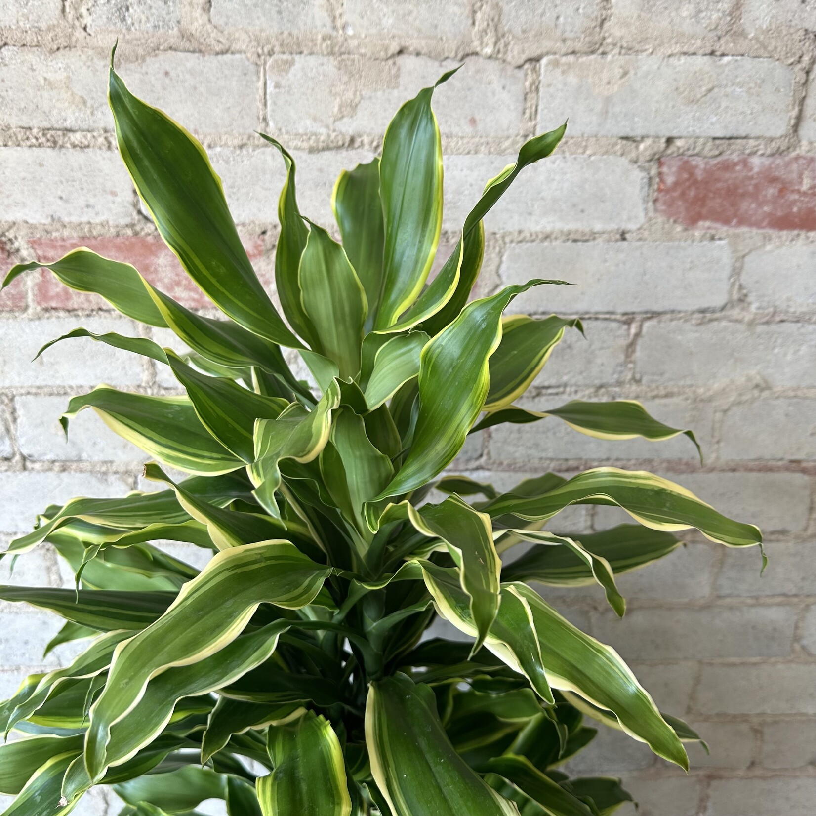 Dracaena Gold Coast 10"