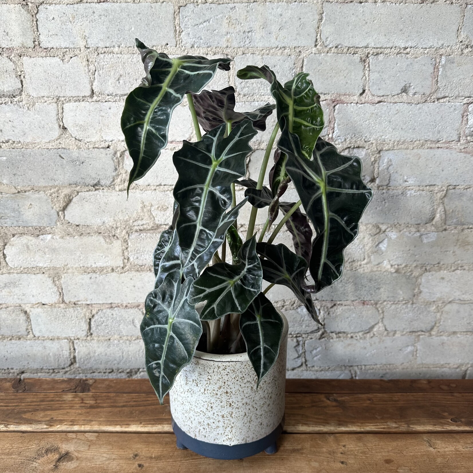 Alocasia Polly Bambino 5"