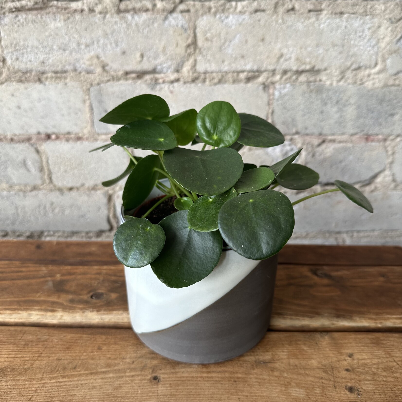 Pilea Peperomioides 'Friendship' 4"