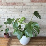 Monstera Deliciosa 8"