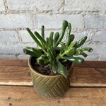 Coral Jade Plant 4"
