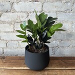 ZZ Plant Raven 5"