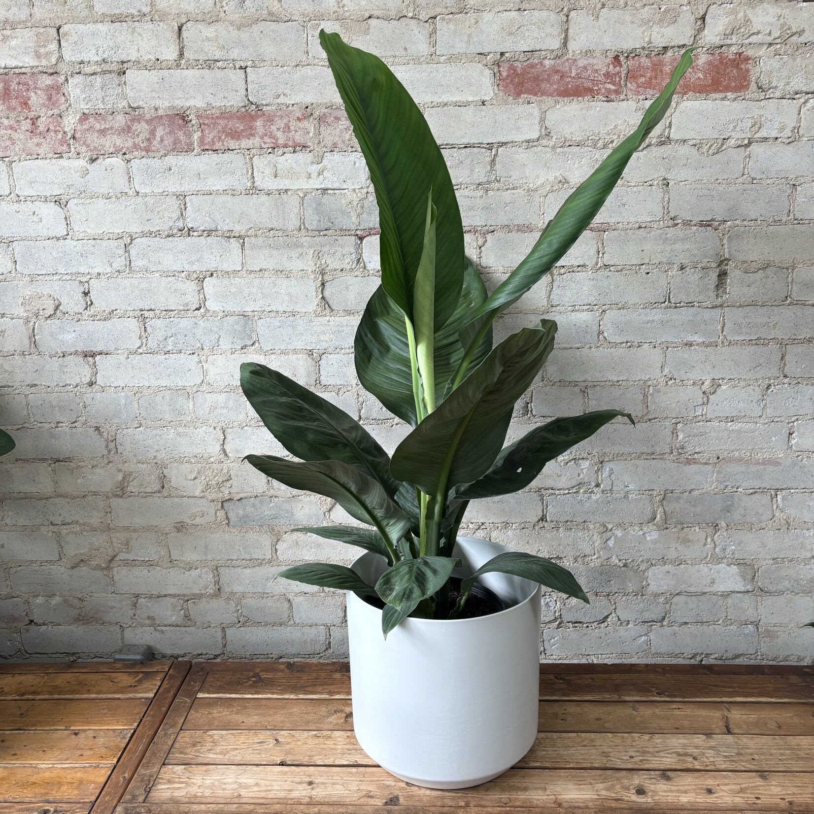 Peace Lily 'Sensation' 10"