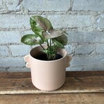 Syngonium Strawberry Milk 4"